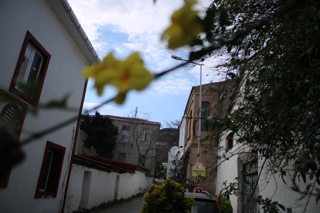 Çiçekler fotoğrafı